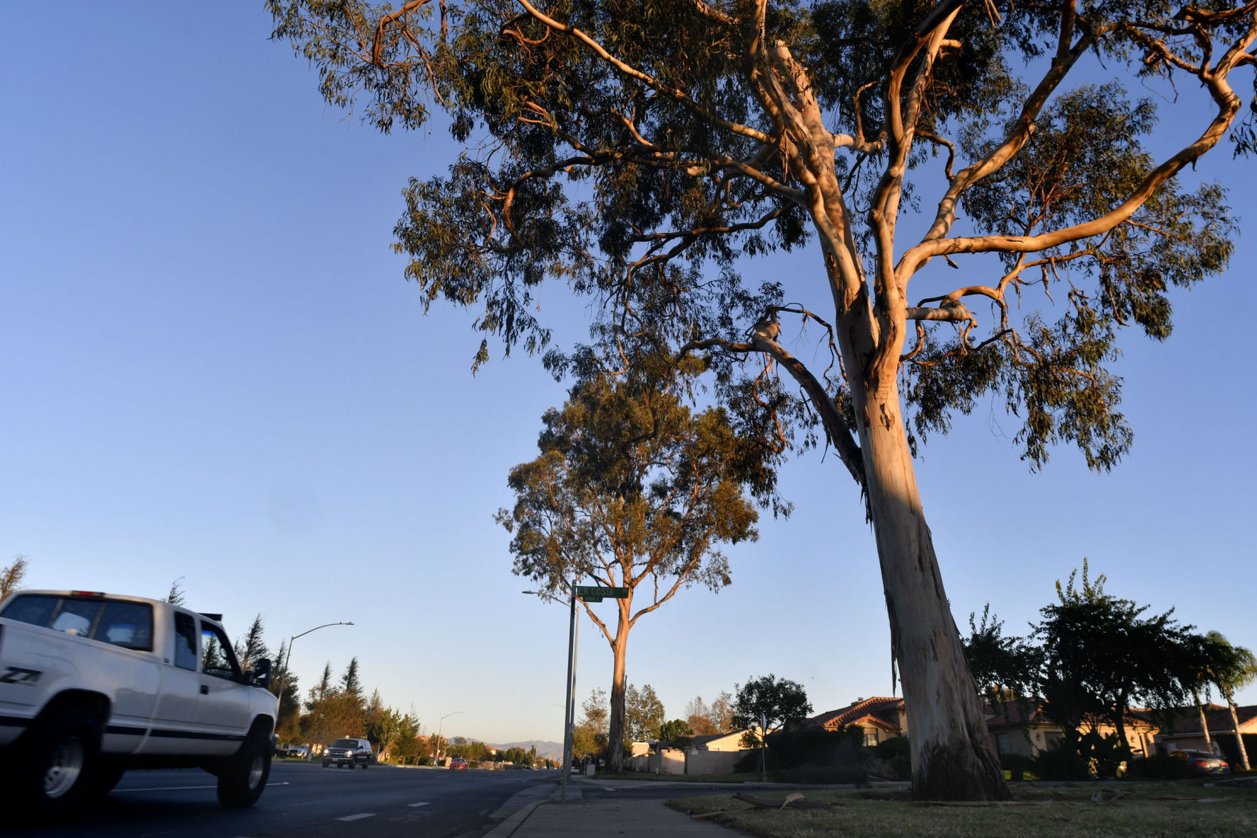 112917 SM trees 01.jpg